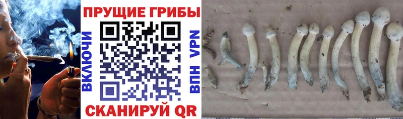 купить закладку  Щёлкино  Псилоцибиновые грибы мухоморы 